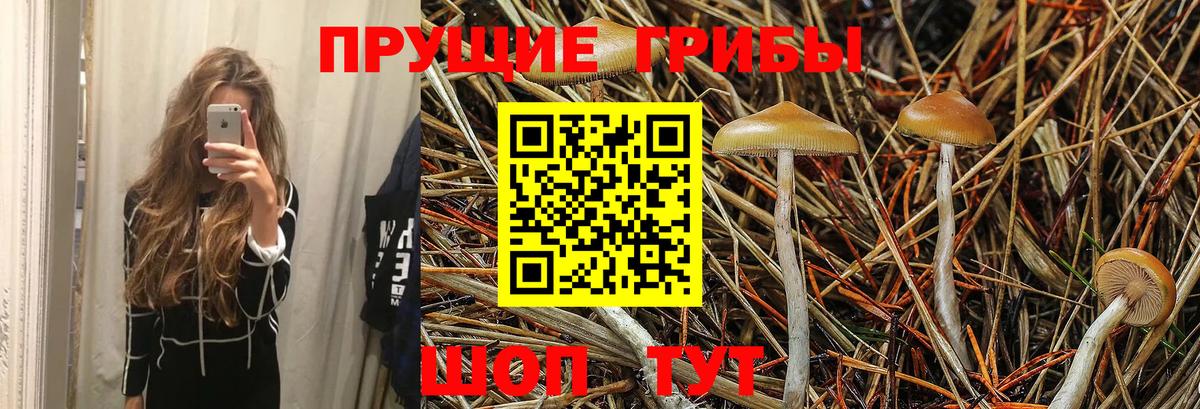 Галлюциногенные грибы Psilocybe Солнечногорск